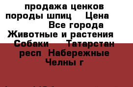 продажа ценков породы шпиц  › Цена ­ 35 000 - Все города Животные и растения » Собаки   . Татарстан респ.,Набережные Челны г.